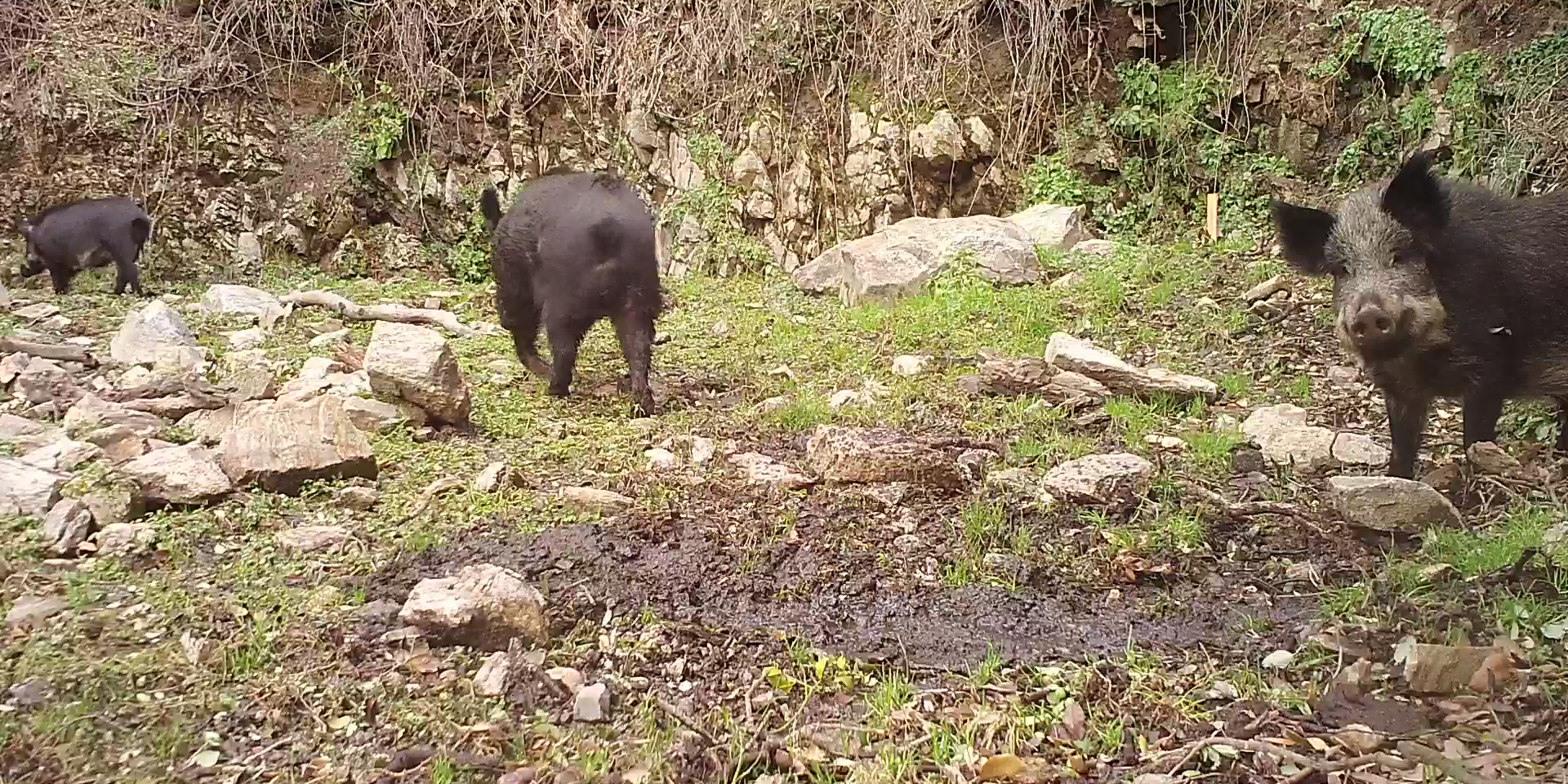 Wild pig app photo cropped (courtesy the Tejon Ranch Conservancy).png