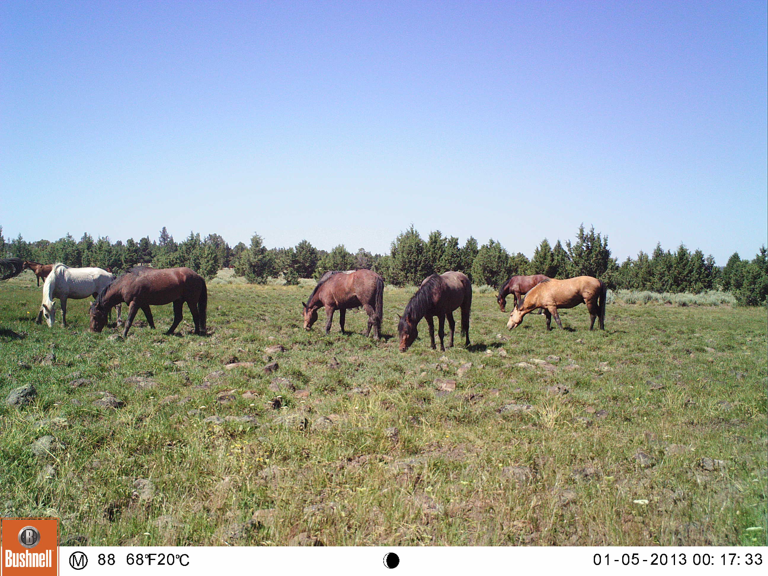 Wild horses 1.jpg