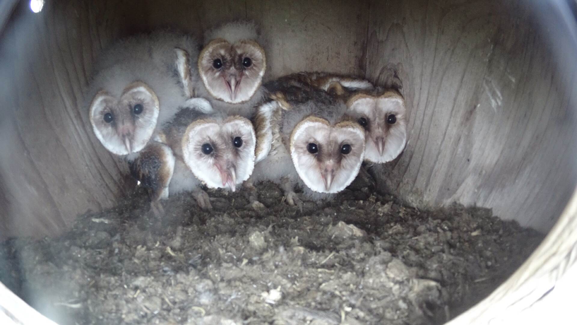 Owl chicks in box.JPG