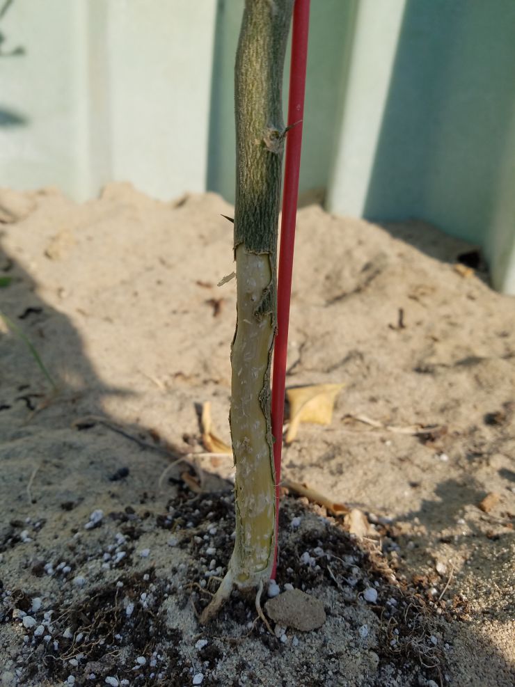 Vole damage to untreated tree 1.jpg