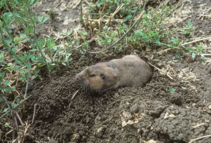 gopher photo 3503_360b.jpg